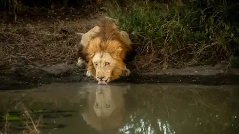 © Elephant Plains Game Lodge