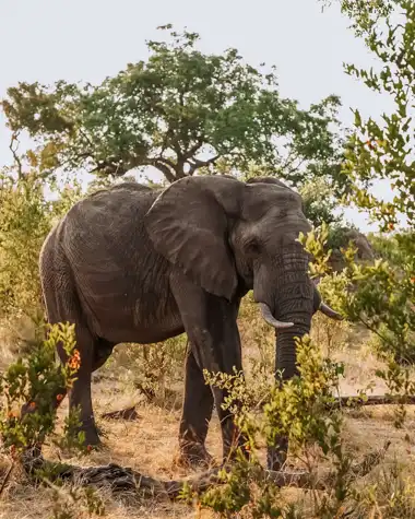 © Elephant Plains Game Lodge