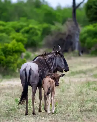 © Elephant Plains Game Lodge