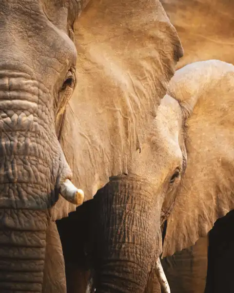 © Elephant Plains Game Lodge