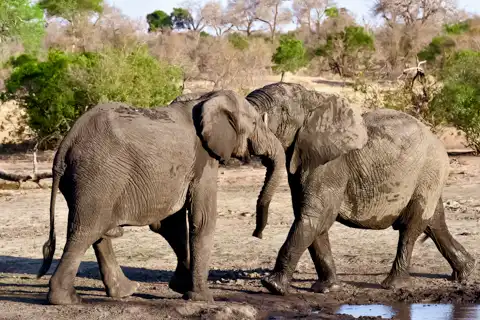 © Elephant Plains Game Lodge