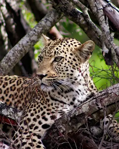 © Pungwe Safari Camp